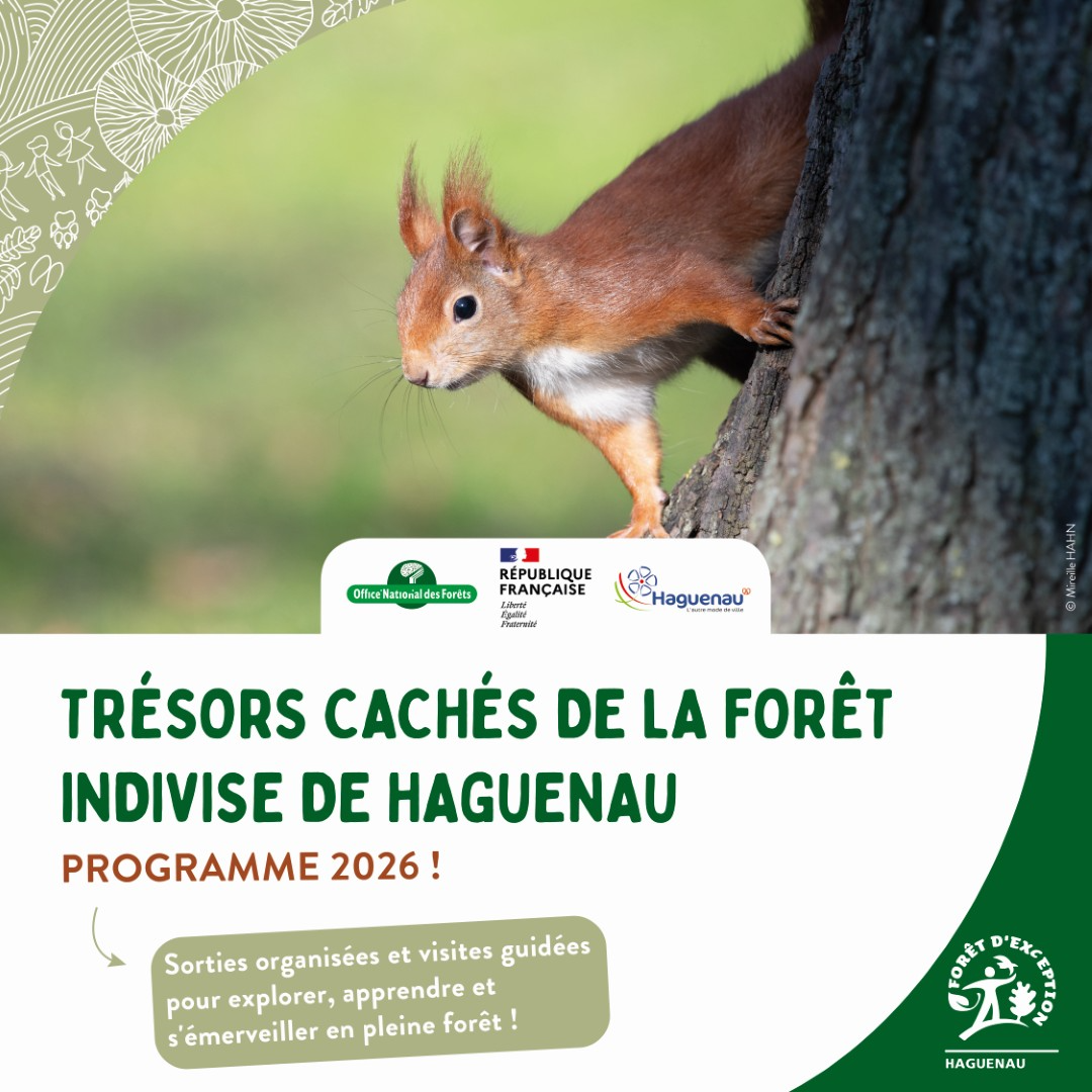 Lancement du programme de sorties en Forêt d’Exception  : 44 sorties pour découvrir ses trésors cachés !