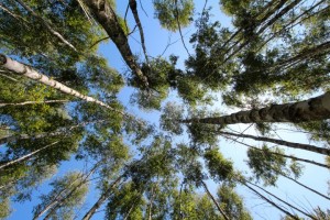 Gestion durable de la forêt 